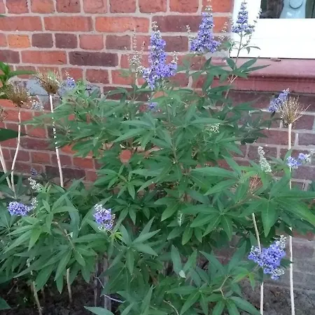 Apartament Kroetenhof Barfoerde *