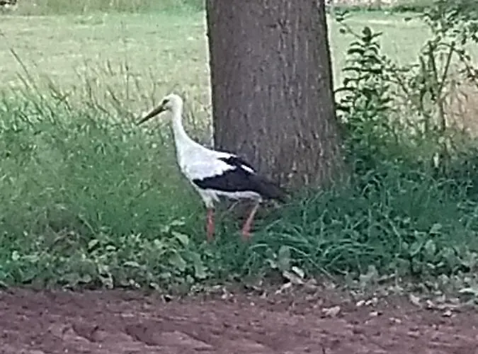 公寓 Kroetenhof Barfoerde Barforde