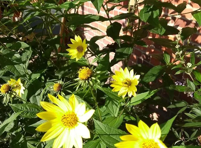 Kroetenhof Barfoerde 公寓 Barforde